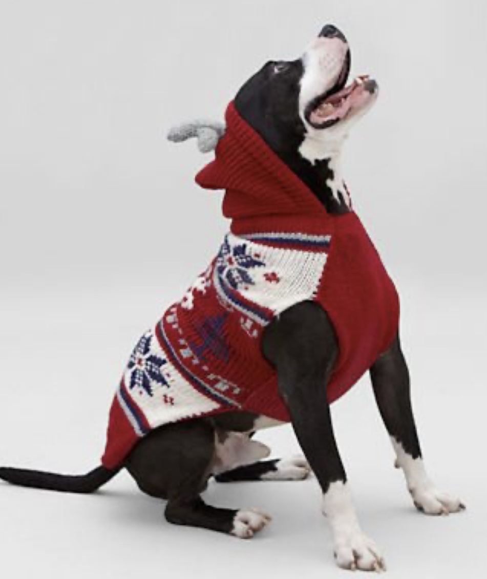 Best Dog Costumes For Large Dogs