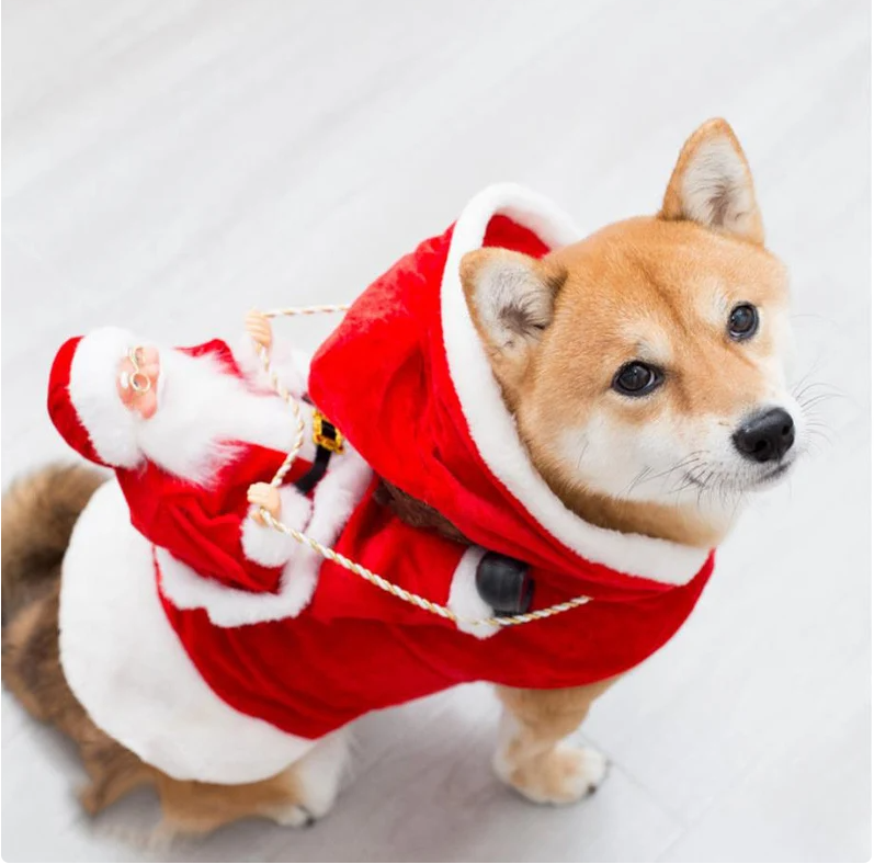 Cute Way To Give A Dog For Christmas