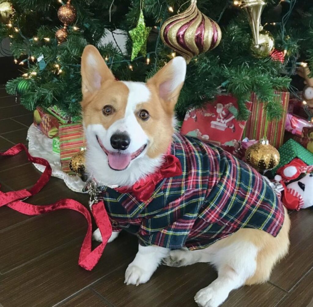 45 Best Christmas Outfits for Large Dogs - Cheap Dresses for Dogs