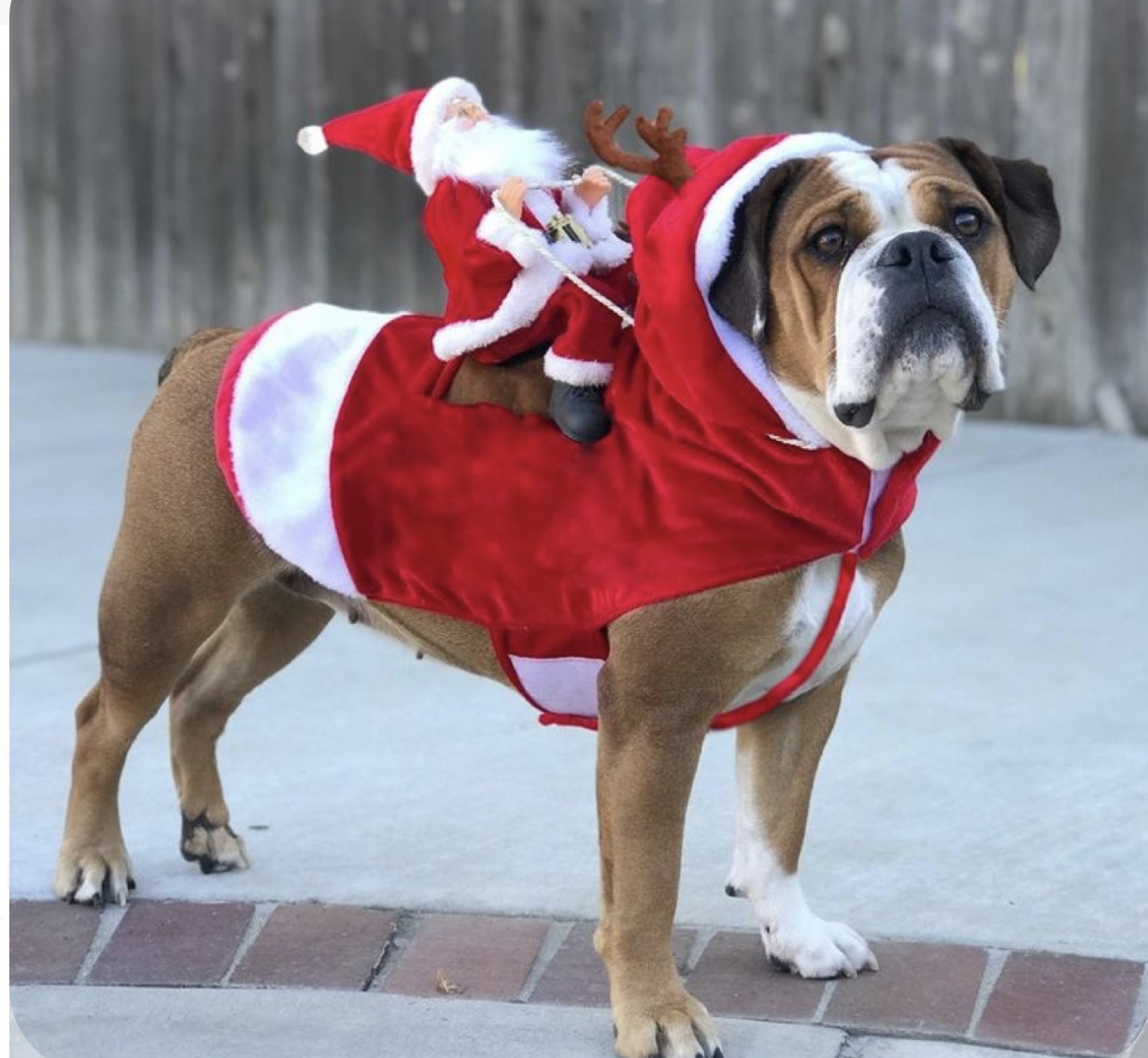Xxl Dog Christmas Outfits